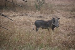mozambique3521