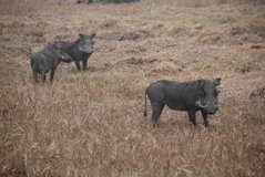 mozambique3522