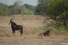 mozambique3523