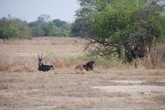mozambique3524