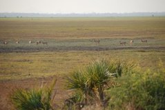 mozambique3528