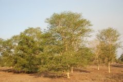 mozambique3535