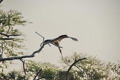 mozambique3547