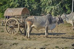 myanmar4228