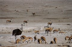namibie1138