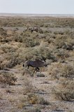 namibie1139