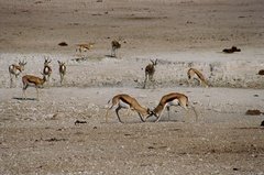 namibie1141