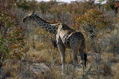 namibie1145