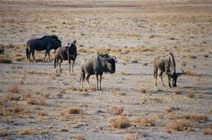 namibie1149