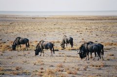 namibie1150