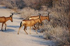 namibie1151