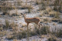 namibie1158