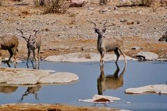 namibie1160