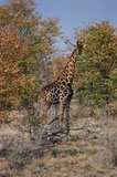 namibie1161