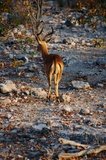 namibie1162