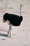 namibie1163