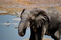 namibie1166