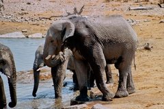 namibie1184