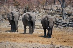 namibie1185