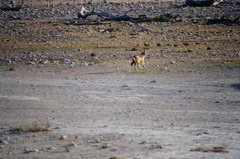 namibie1196
