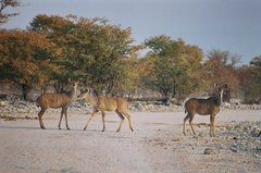 namibie1198