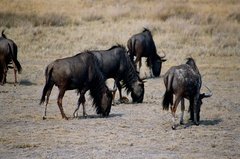 namibie1203