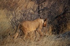 namibie1223