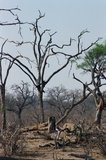 namibie1239