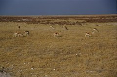 namibie1241