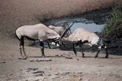 namibie1246