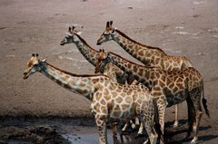 namibie1249
