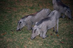 namibie1252