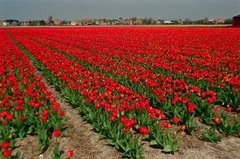 nederland1503