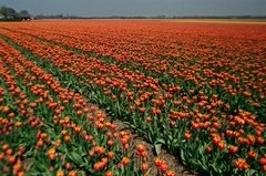 nederland1505