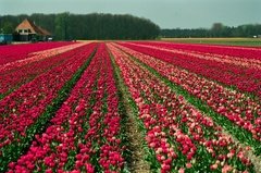 nederland1511