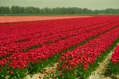 nederland1512