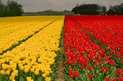 nederland1513