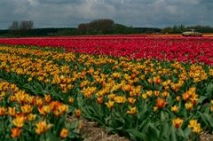 nederland1517