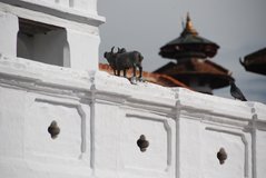 nepal1046