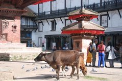 nepal1047