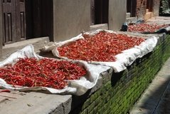nepal3575