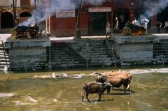 nepal6526