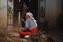 nepal7019