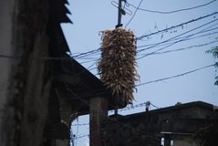 nepal7021