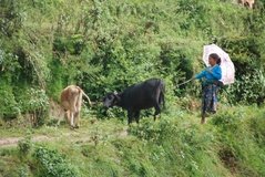 nepal9206