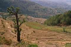 nepal9313