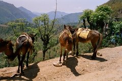 nepal9315
