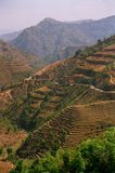 nepal9321