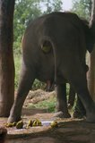 nepal9348