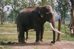 nepal9349